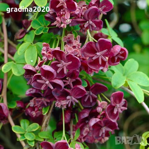     Акебия, Шоколадова лоза / Akebia quinata, снимка 3 - Разсади - 39745581