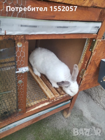 Зайци, снимка 3 - Други - 52707741