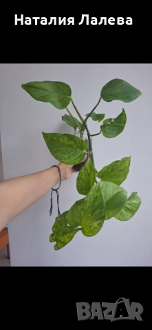 Епипремнум, epipremnum Marble Green, снимка 2 - Стайни растения - 51818772