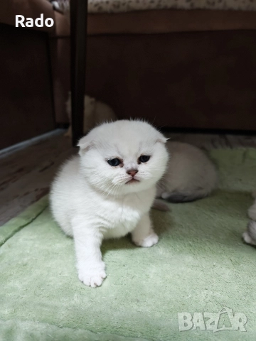 Клепоухи и правоухи сребърни чинчили , снимка 4 - Британска късокосместа - 52890489