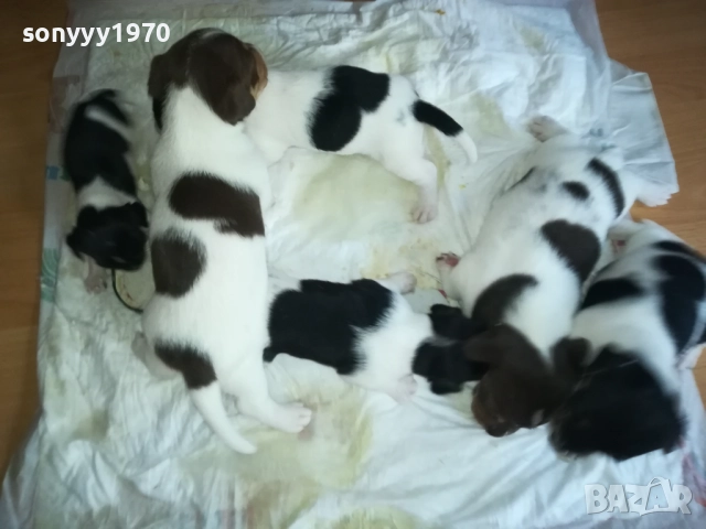 ПРОДАВАМЕ КУТРЕТА-ДЖАК РЪСЕЛ 250ЛВ ЗА 1БР 0309251809, снимка 8 - Джак ръсел териер - 51595617