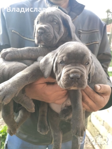 Кане Корсо бебета , снимка 2 - Кане корсо - 52096513