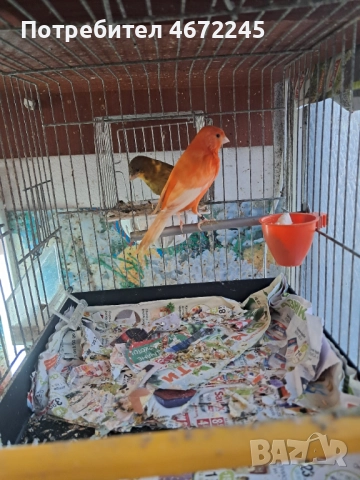 Канарчета, снимка 5 - Канари - 52696895