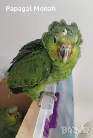 Ръчно хранени папагали Амазони , снимка 5 - Папагали - 51537707