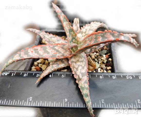 Алое (Aloe Pink Blush), вкоренено сукулентно растение, снимка 2 - Стайни растения - 41435023