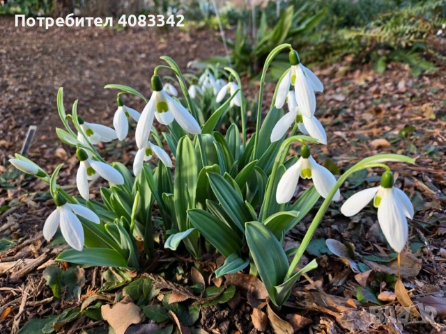 Кокиче комлект 