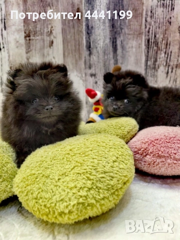 Свободни мини померанчета