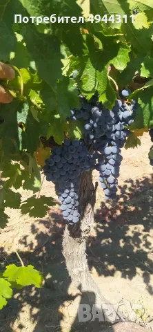 Продавам грозде, снимка 3 - Домашни продукти - 56007322