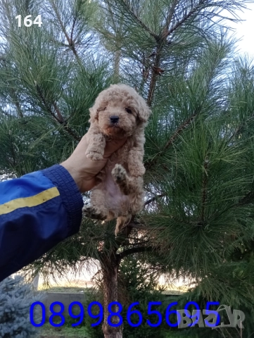 Мъжки Пудел 