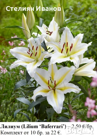 ОРИЕНТАЛСКИ ЛИЛИУМИ - РАЗЛИЧНИ СОРТОВЕ (ГРУДКИ)