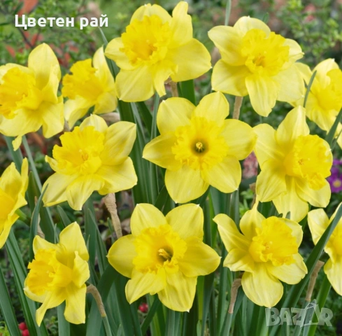 Нарциси в саксия с едри цветове , снимка 3 - Градински цветя и растения - 53658717