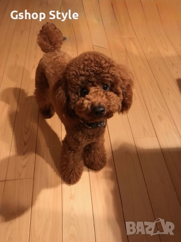 Той- пудел , снимка 5 - Пудели - 51841139