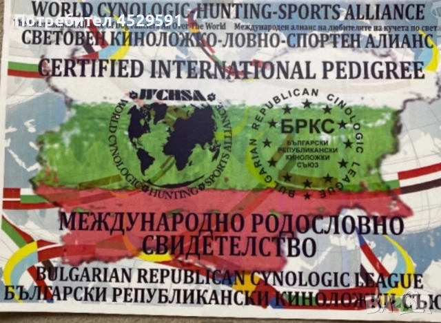 Бивер Бивър йорки йоркширски териер, снимка 9 - Йоркширски териер - 52369659