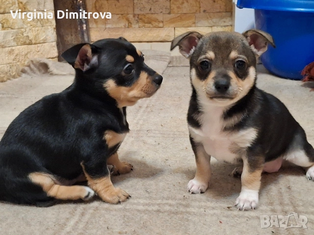 Две мини пинчерчета