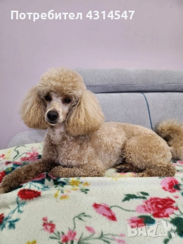 Джой Мини пудел на 4г си търси приятялка , снимка 2 - Пудели - 53590379