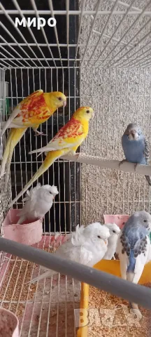 Пойни папагали и хеликоптери!, снимка 4 - Папагали - 49715572