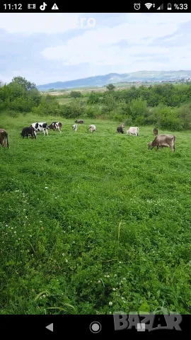 19 br kıravi bremeni