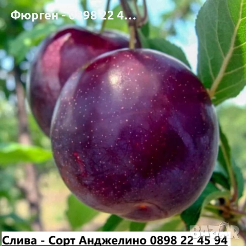 Слива - Налични 4 сорта Анджелино ,Черен диамант (Блек Даймънд) , Черен Сплендор - BLACK SPLENDOR и 