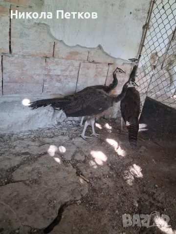 Пауни спалдинги
