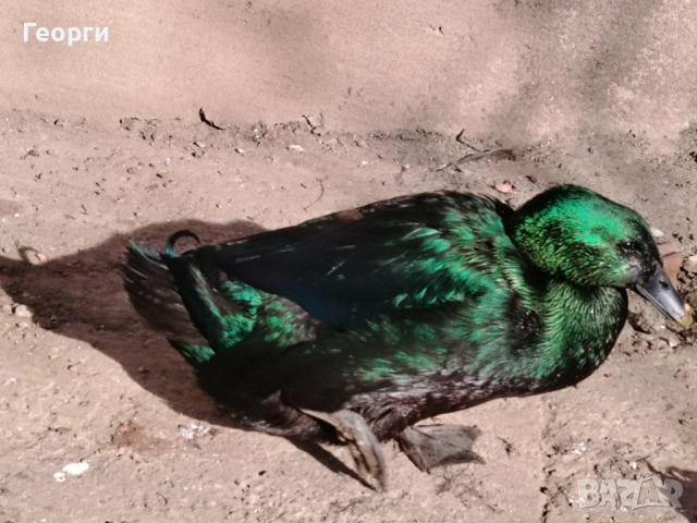 Продавам петли Брама и Каюги, снимка 10 - други­ - 52947667