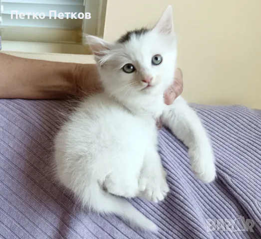 Подарявам 2 котенца - момченца/ Kleine Katzen zu verschenken, снимка 5 - Други - 55722818