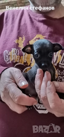 Продават се, снимка 6 - Пинчер - 52618220
