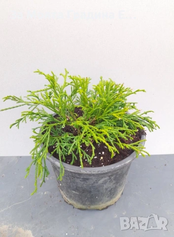 Лъжекипарис - Нана, снимка 5 - Градински цветя и растения - 53634311