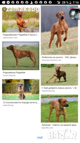 Умно и интелигентно куче си търси стопанин, снимка 4 - Други - 53155951