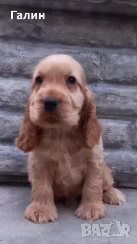 Кокер шпаньол,кокер шпаньоли