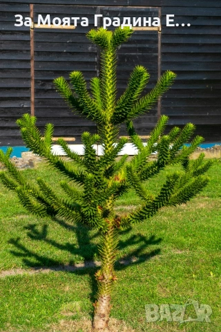 Араукария, снимка 7 - Градински цветя и растения - 53743750