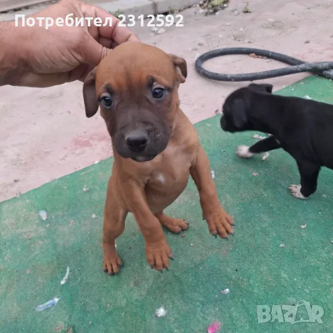 Продават се питбучета!, снимка 5 - Питбул - 56167868