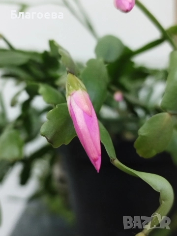 Мини Коледниче цикламено - стар сорт