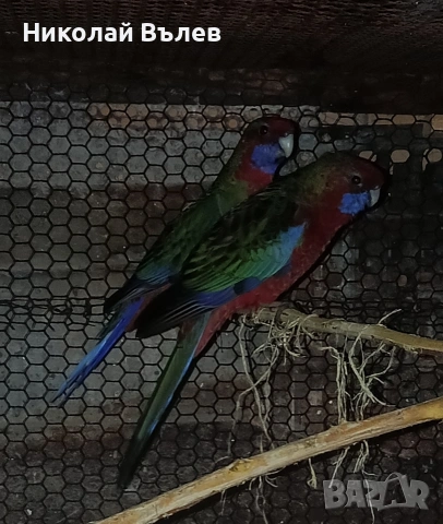 Млада двойка червени пенанти, снимка 5 - Папагали - 53304901