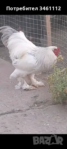 Продавам млади чифтове брами и петли.