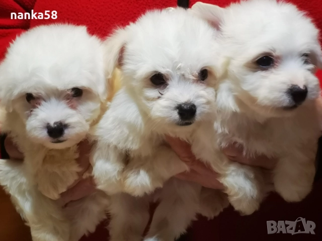 продавам малтийски болонки, снимка 3 - Болонка - 52676460