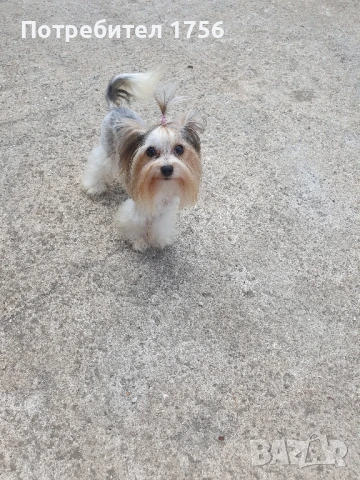 Бивер йорки, момиче., снимка 13 - Йоркширски териер - 45053514