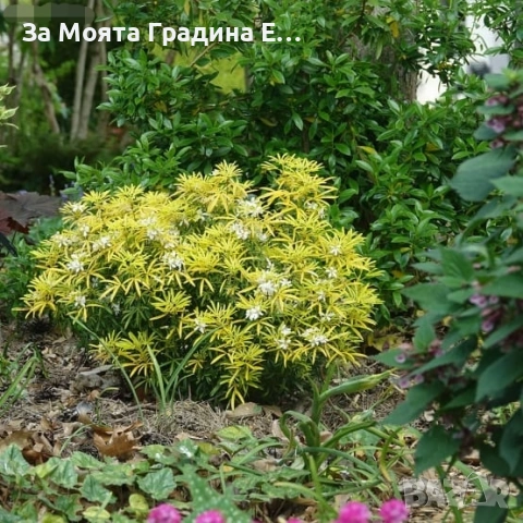 Чойсия - Портокалово цвете, снимка 2 - Градински цветя и растения - 53635435