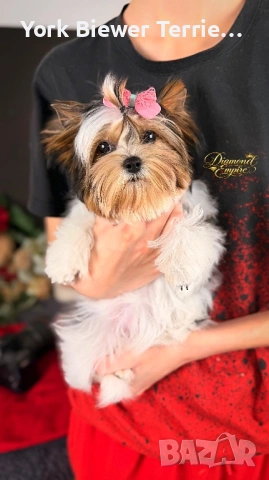 Йоркширски Териер! Baby face принцесса с родословие , снимка 2 - Йоркширски териер - 53659877