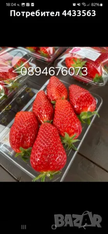 Целогодишни сортове  Расзад ягоди и манни , снимка 2 - Разсади - 49743611