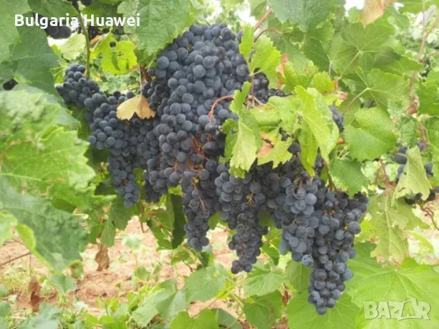 Болгар и мерло за вино и ракия, снимка 5 - Домашни продукти - 56105217