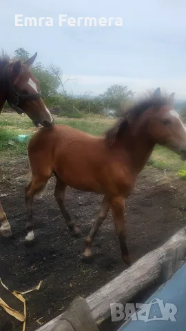 Кон/HORSE......, снимка 3 - Коне - 56294778