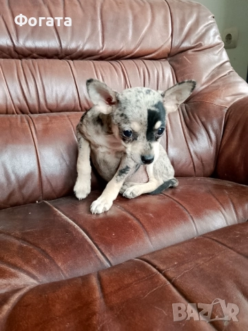 Продава се, снимка 4 - Чихуахуа - 52594293