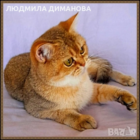 Шотландско мъжко. Златна чинчила. , снимка 7 - Британска късокосместа - 53642838