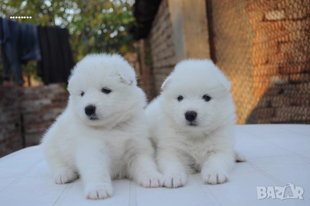 Самоед бебета, снимка 2 - Самоед - 51998559