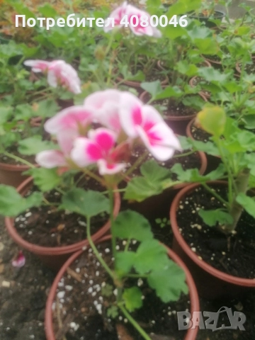 Мушкато, снимка 4 - Градински цветя и растения - 52101925