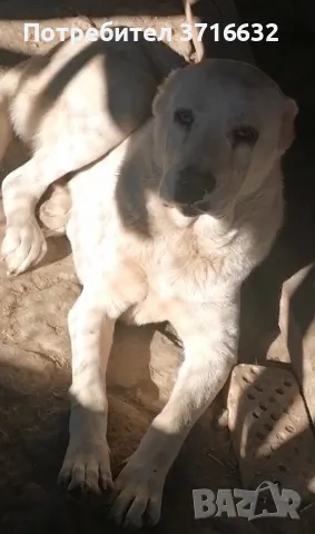 Вълкодав, снимка 1