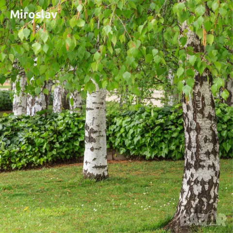 Бяла бреза (Betula pendula), снимка 2 - Градински цветя и растения - 47644562