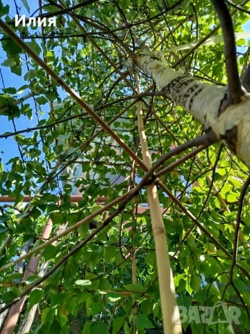 Бреза на формировка пирамида , снимка 15 - Градински цветя и растения - 51471282