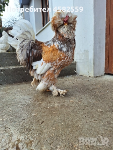 КОКОШКИ, снимка 1