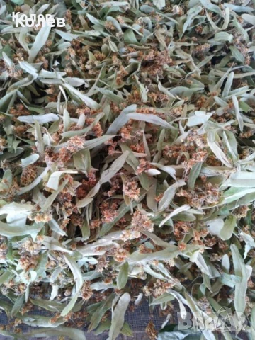 Сушен липов цвят - реколта 2025 г., снимка 3 - Други - 51243956